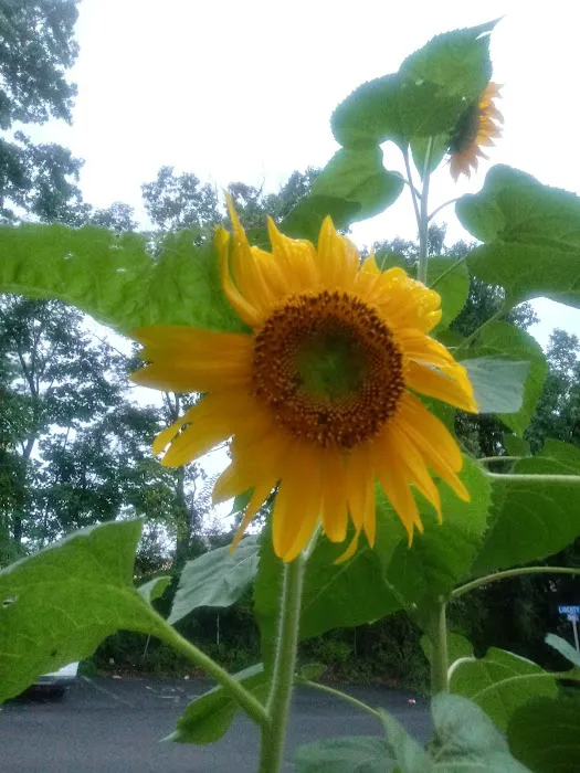 Middlebrook Mobile Home Park Picture 8