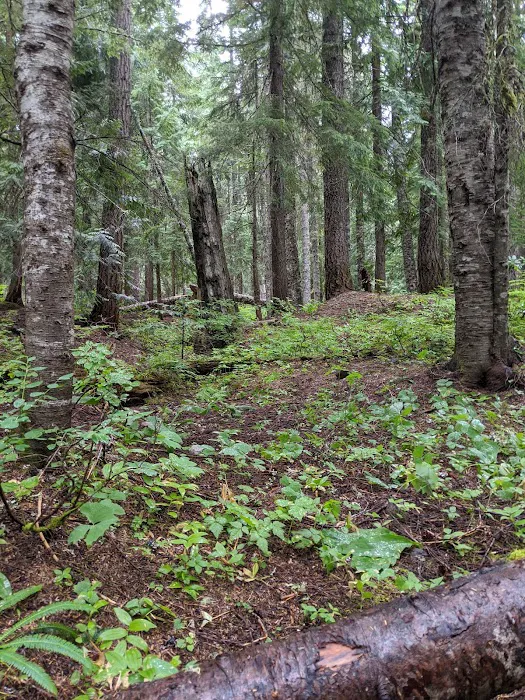 Still Creek Campground Picture 8