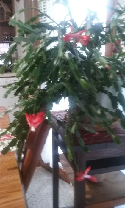 Maplehurst Park Picture 8