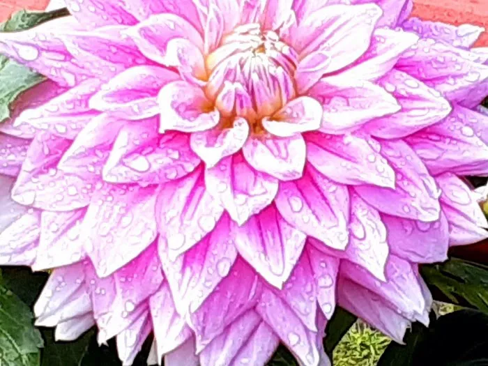 Oakwoods Manufactured Housing Community Picture 4