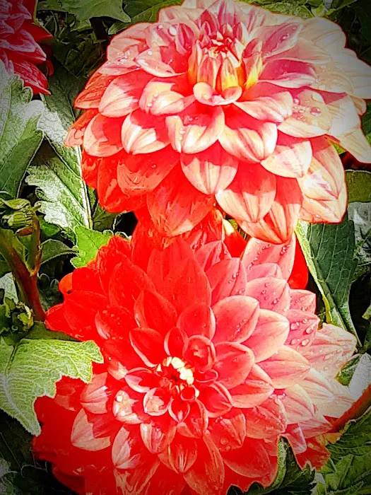 Oakwoods Manufactured Housing Community Picture 10