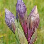 Bonney Meadow Campground