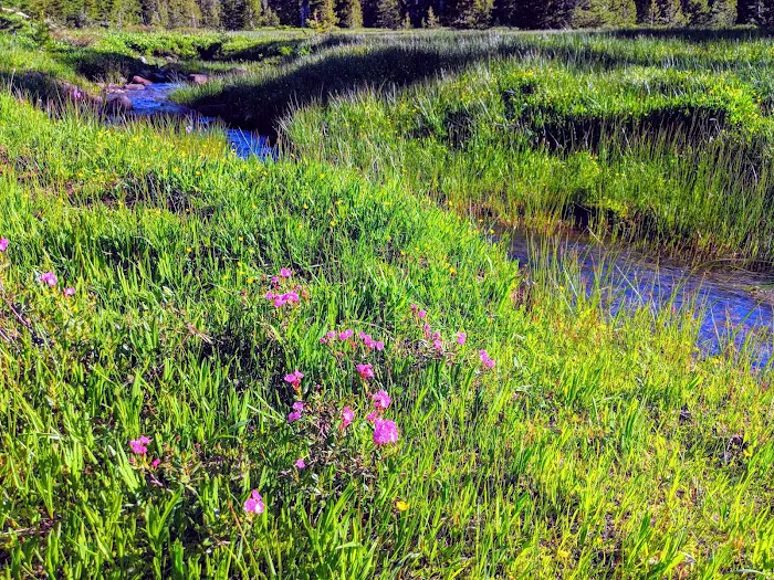 Bonney Meadow Campground Picture 10