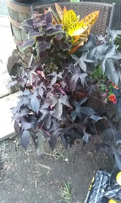 Stewart's Trailer Park Picture 9