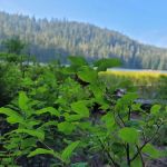 Upper Twin Lake Campground