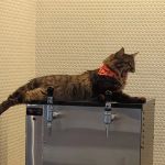 Lighthouse Marine Park Campground