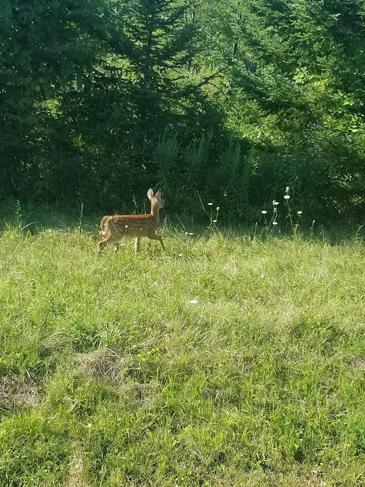 MorningStar RV Park Picture 9