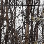 Penfield Trailer Court Inc