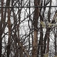 Penfield Trailer Court Inc ico