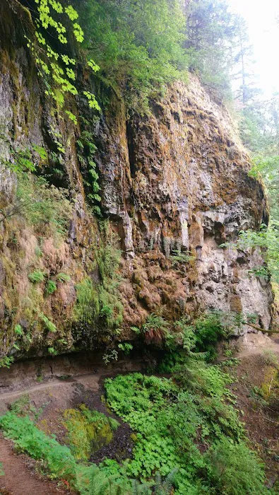 Indian Henry Campground Picture 5
