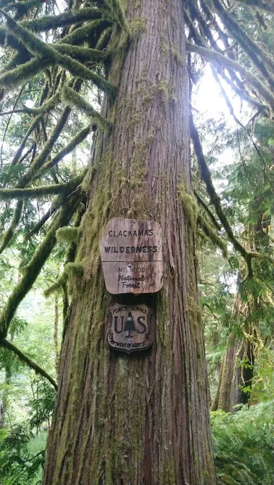 Indian Henry Campground Picture 4