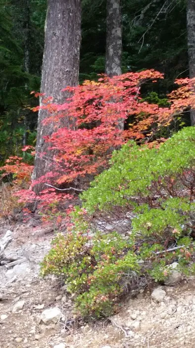 Alder Flat Trailhead Picture 4