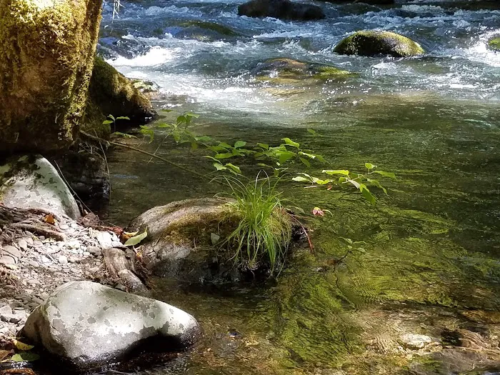 Ripplebrook Campground Picture 7