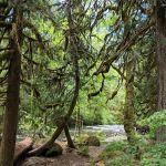 Ripplebrook Campground