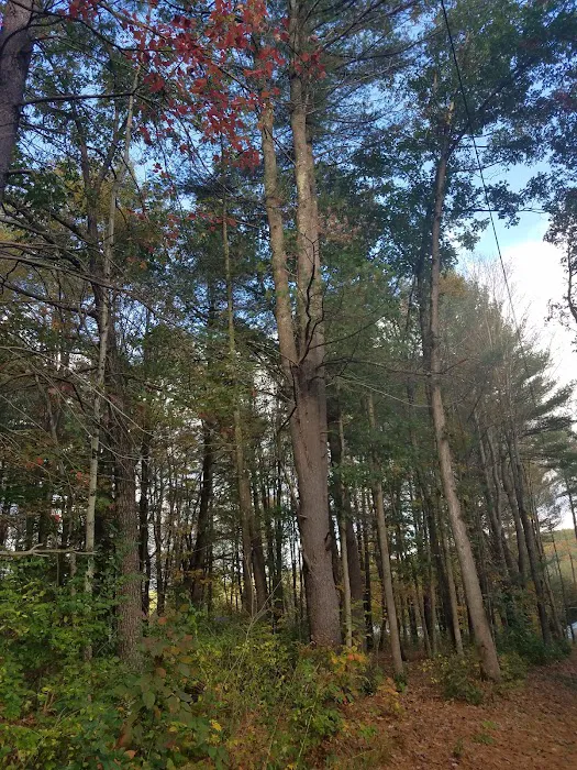 Hidden Forest Homes Picture 5