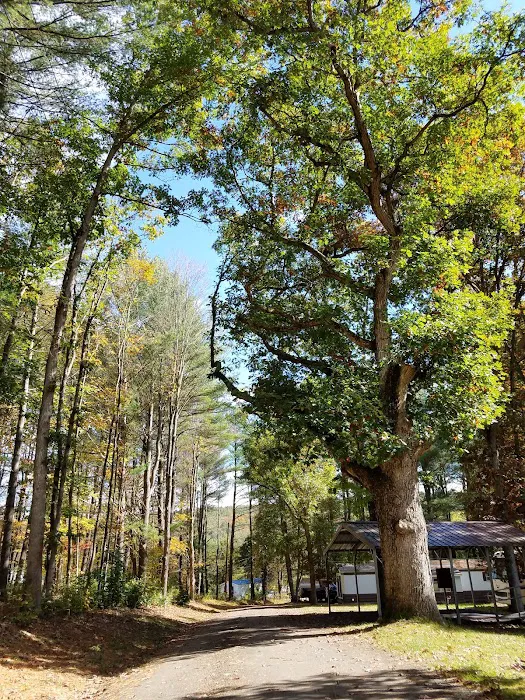 Hidden Forest Homes Picture 2