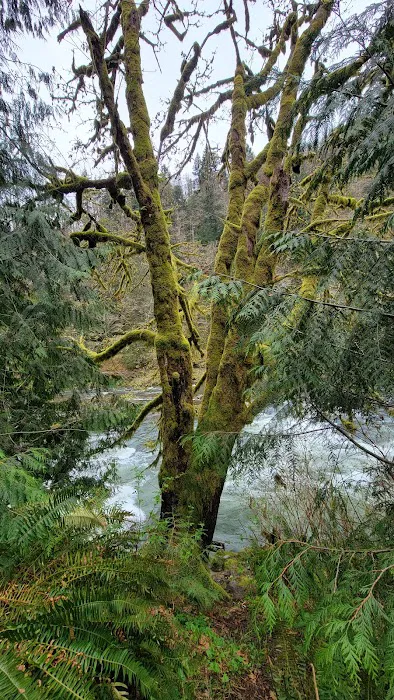 Nehalem Falls Campground Picture 10