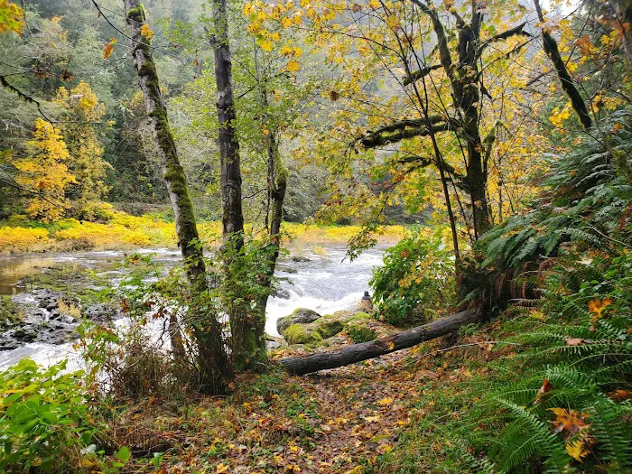 Nehalem Falls Campground Picture 6