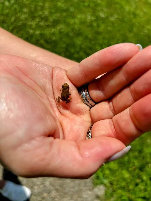 Pine Woods Picture 1