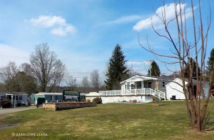 Pine Woods Picture 6