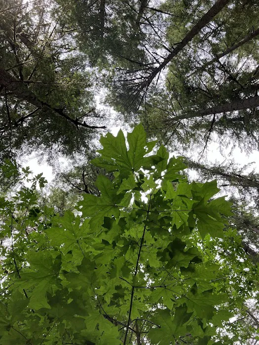 Fan Creek Campground Picture 6
