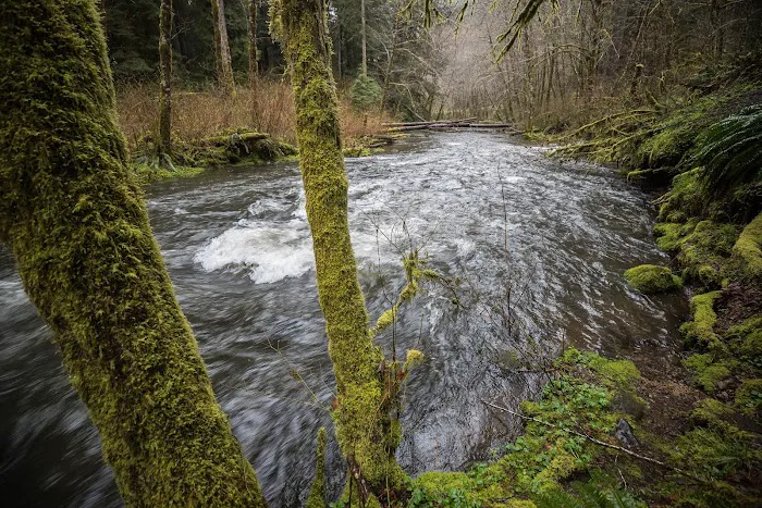 Alder Glen Recreation Site Picture 7