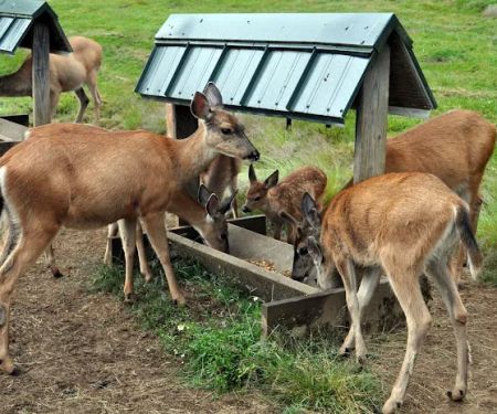 Powder Creek Campground