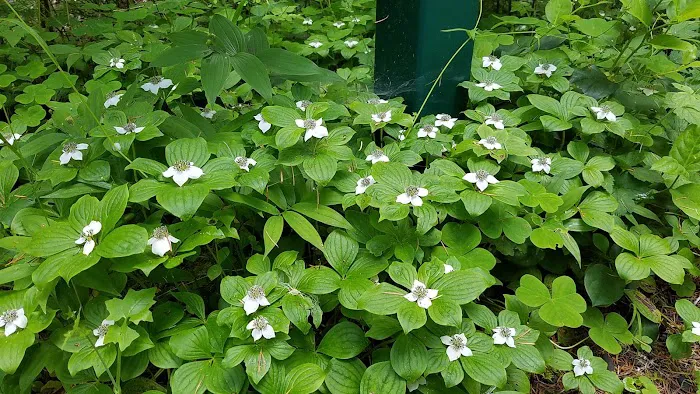 Camp Cooper Picture 5