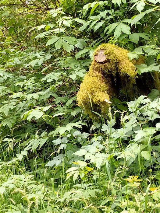 Hebo Lake Campground Picture 3