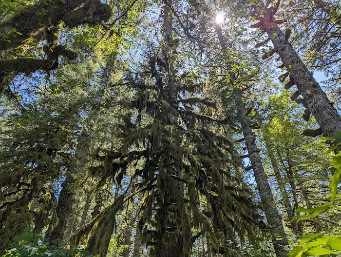 Hebo Lake Campground Picture 5