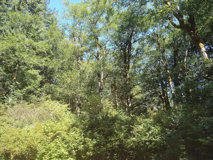 Hebo Lake Campground Picture 6