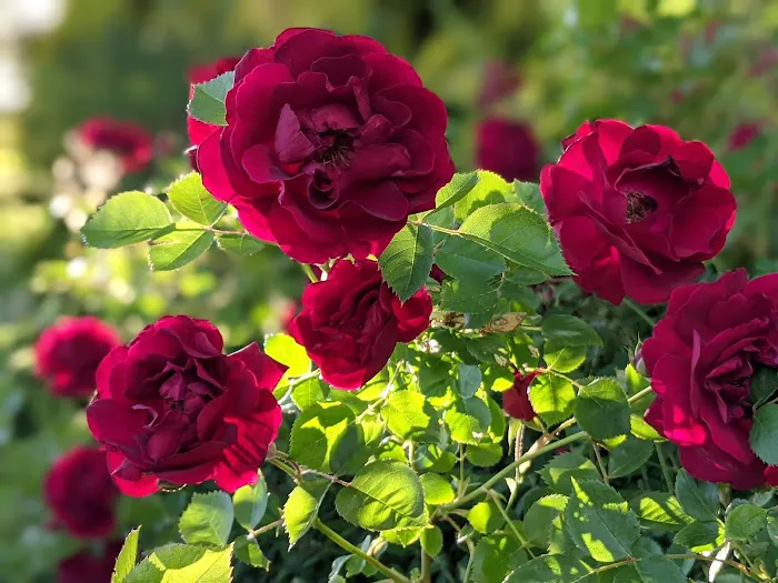 Town & Country Estates Picture 1