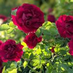 Town & Country Estates