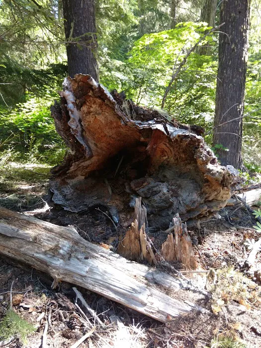 Forest Creek Campground Picture 8