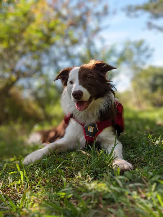 Twin Cedars of Avon Picture 8