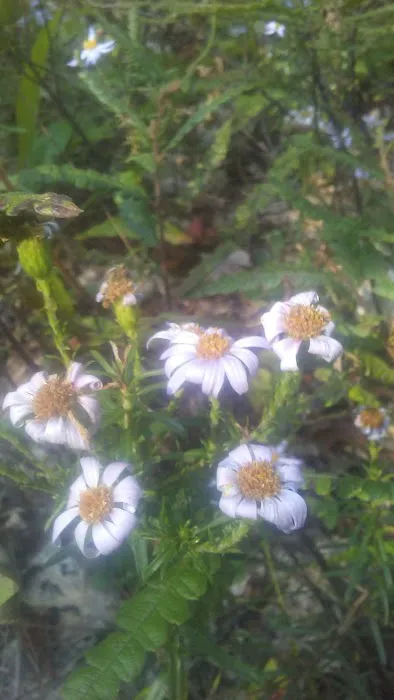 Oxford Pines Mobile Home Park Picture 2