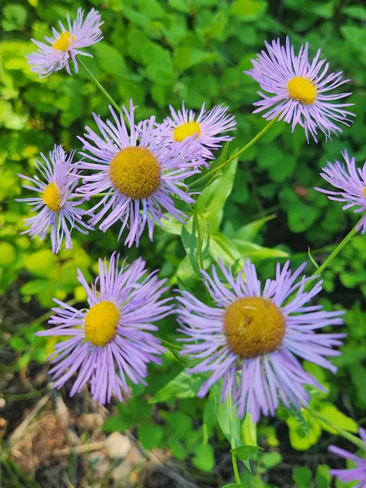 Maple Hill Estates Picture 1