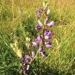 Lost Lake Group Campground