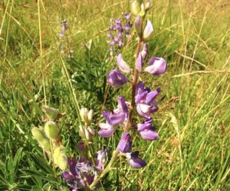 Lost Lake Group Campground