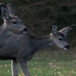 Curlew Lake Campground
