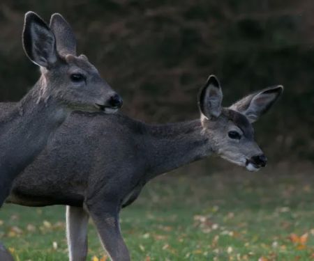 Curlew Lake Campground
