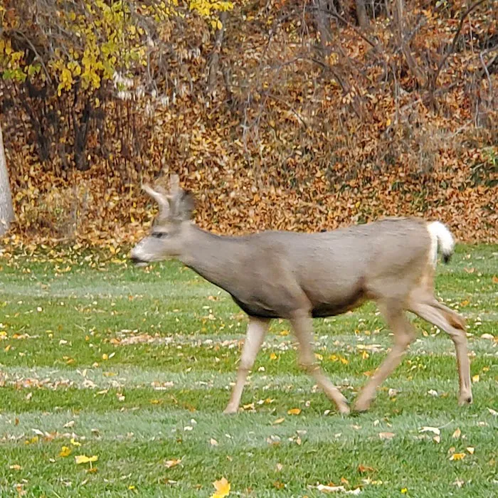 Curlew Lake Campground Picture 8