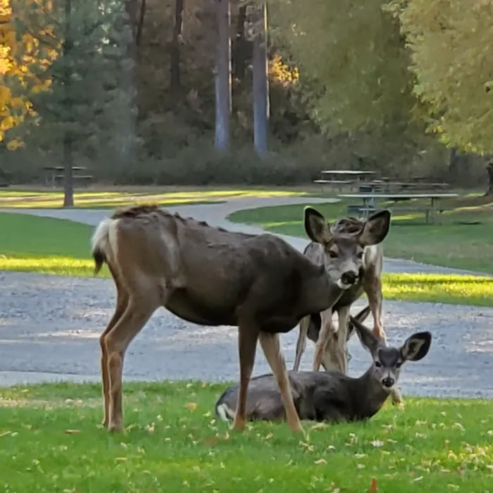Curlew Lake Campground Picture 10