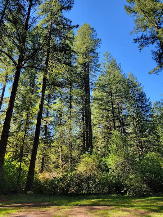 Silver Falls Campground Picture 10