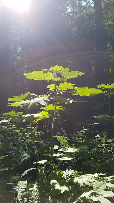 Shady Cove Campground Picture 9