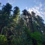 Bagby Hot Springs Campground