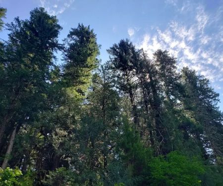 Bagby Hot Springs Campground