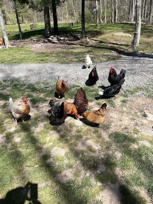 Honey Bee Hollow Picture 3