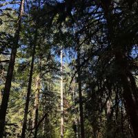 Fishermen's Bend Recreation Site ico