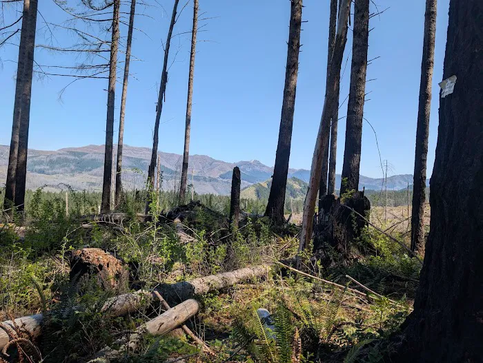 Santiam horse camp Picture 3